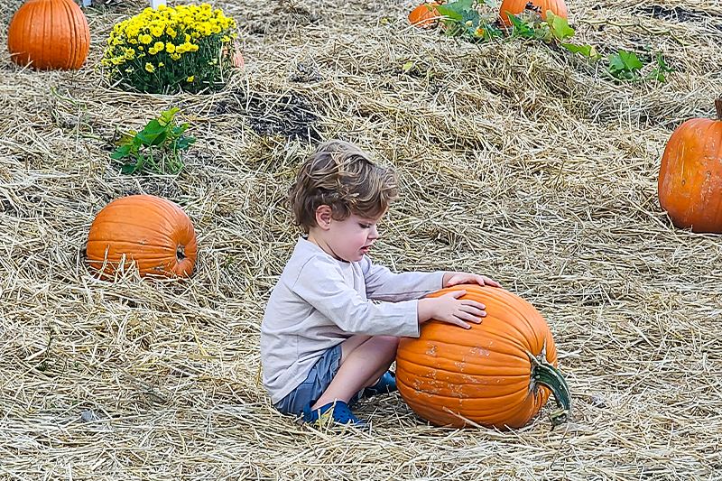 A young boy sitting in the hay holding a large pumpkin at the Ohio Railway Museum's pumpkin patch