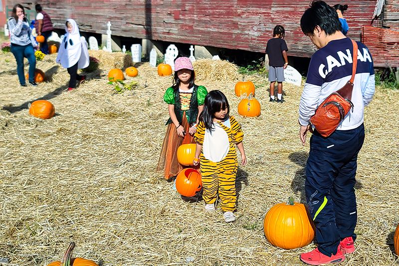 Kids in Halloween costumes trick-or-treating with pumpkin buckets at Pumpkin Patch Express
