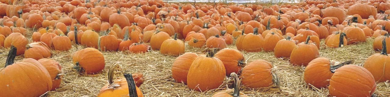 A wide view of the pumpkin patch at the Ohio Railway Museum